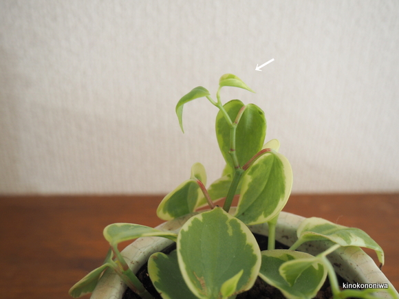 育てやすい観葉植物　ペペロミア