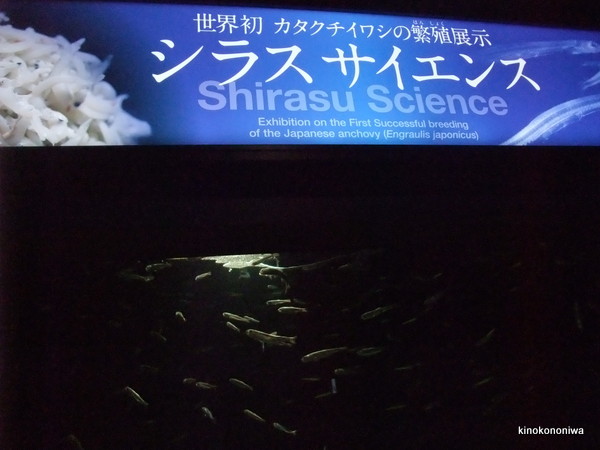 新江ノ島水族館の混雑