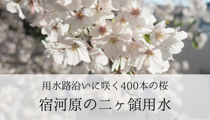【川崎市】桜が見事なお花見スポット「宿河原」の二ヶ領用水