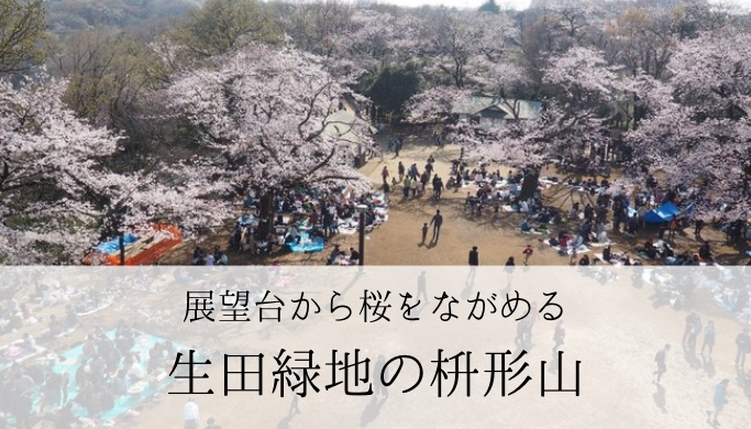 桜が見事なお花見スポット 生田緑地の枡形山 川崎市 きのこの庭