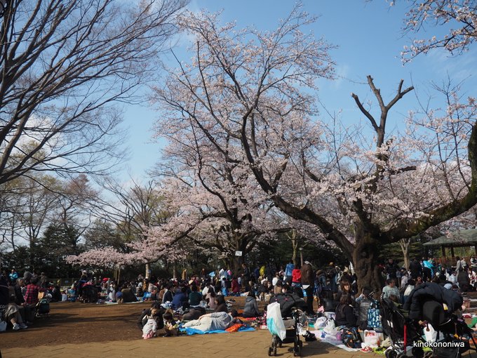 生田緑地　枡形山の桜