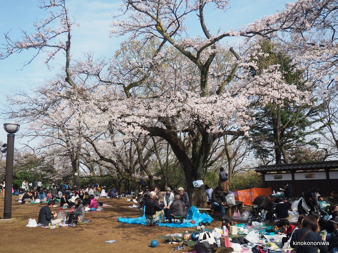 生田緑地　枡形山の桜