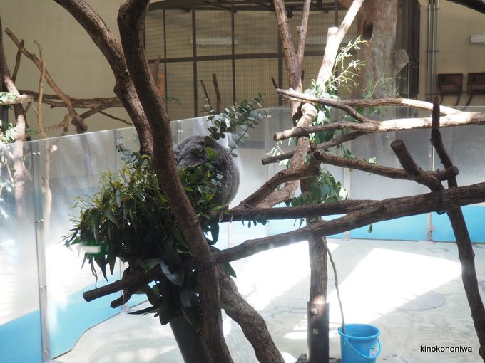 多摩動物公園のコアラ