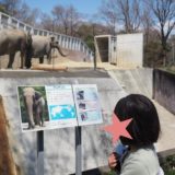 多摩動物公園のアジアゾウ