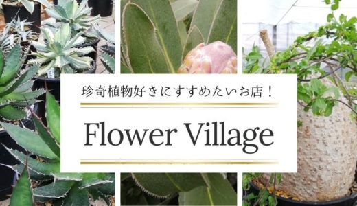 コーデックス・多肉・南半球プランツ・観葉植物好きにおすすめの園芸店「Flower Village（フラワービレッジ）」へ行ってきました