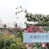 山下公園「未来のバラ園」で横浜の景色とバラを楽しむ (1)