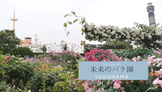 山下公園「未来のバラ園」で横浜の景色とバラを楽しむ (1)