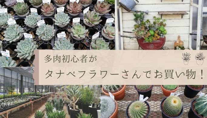 神奈川県の多肉植物専門店「タナベフラワー」に行ってきました | きのこの庭