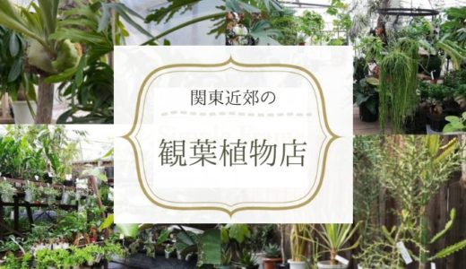 【関東近郊】おしゃれな観葉植物が買えるお店